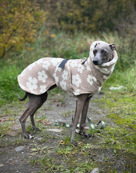 Daisy teddy cozy coat with belly cover