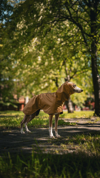 Old gold - raincoat