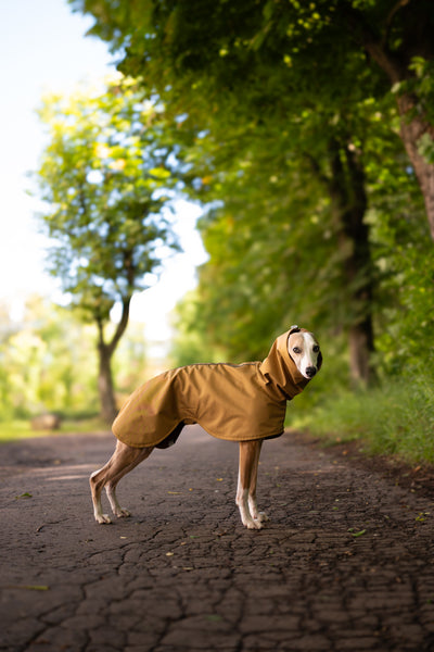 Old gold - raincoat