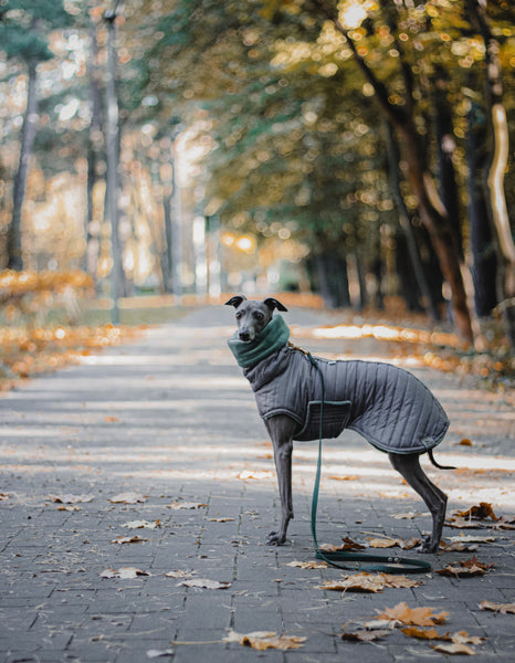 Dark gray with belly warmer